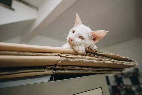 cardboard-box-cat-2