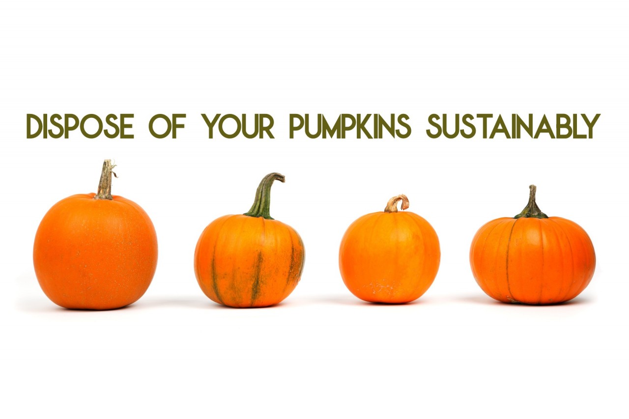 Dispose of Your Pumpkins Sustainably