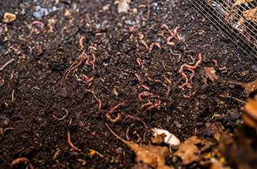 compost worms