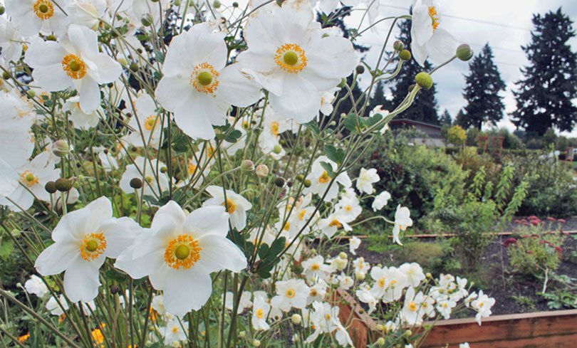 Demonstration gardens