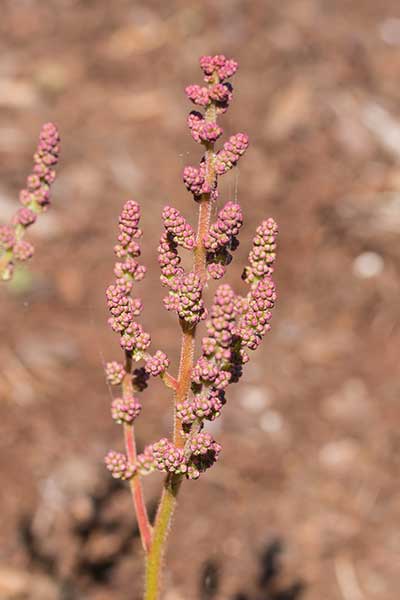 ASTI-Flower-Buds.jpg