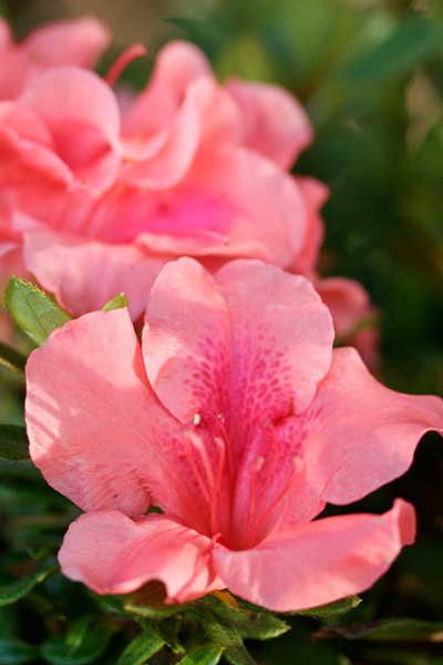 AZAU-Autumn-Coral-Azaleas.org.jpg