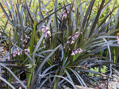 OPPL-Flowers-and-leaves.jpg