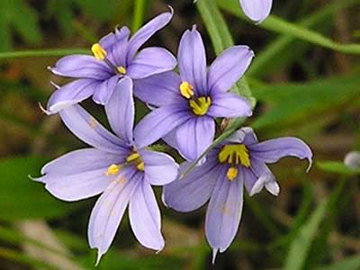 Blue-Eyed-Grass2-Portland-Nursery.jpg