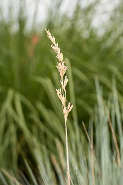 HELI-Seed-Head-CM.jpg