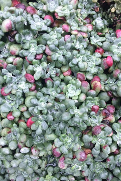 Sedum-Rogue-River-Xera.jpg