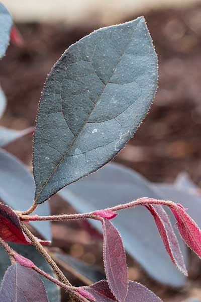 LOCH-Leaf.jpg