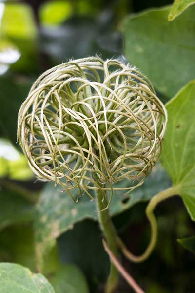 CLGE-Seed-Pod-CM.jpg