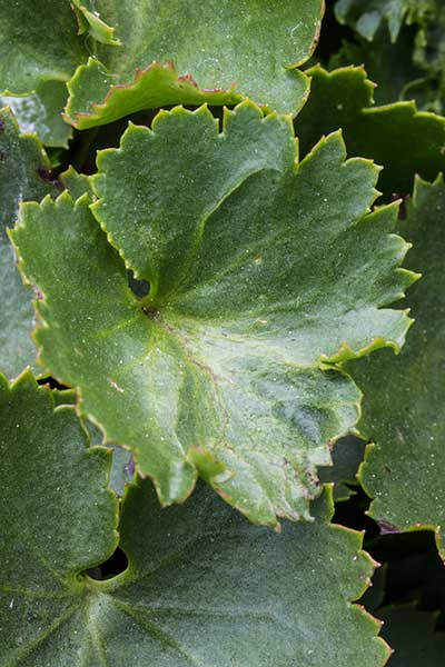 SYMI-Leaf.jpg