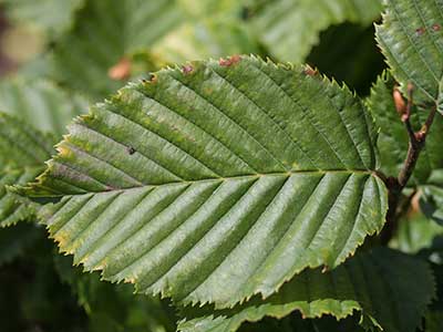 CABE-Leaf.jpg