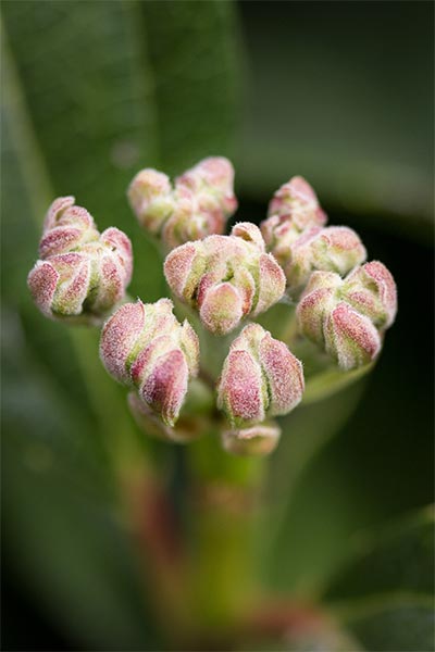 VIDA-Buds-CM.jpg