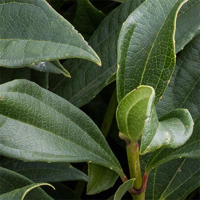 VIDA-Leaf-CM.jpg