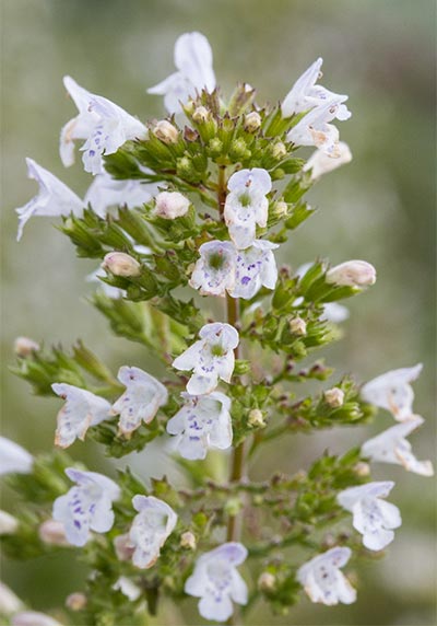 CANE-Flower-CM.jpg