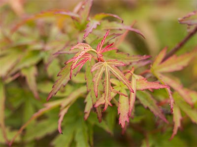 ACPA-Leaves-Groundcover.jpg