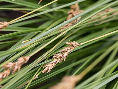 CATU-Seed-head.jpg