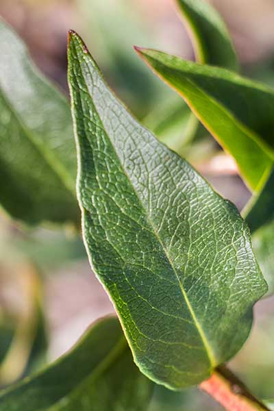 ABMO-Leaf-CM.jpg