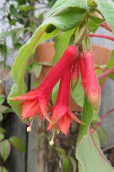 Fuchsia-speciosa-Joy-Creek.jpg