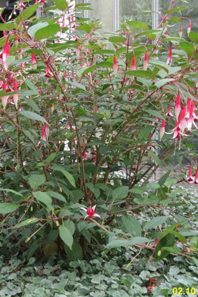 fuchsia-checkerboard-Portland-Nursery.jpg