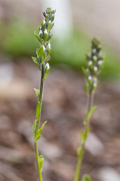 VEGE-Buds.jpg