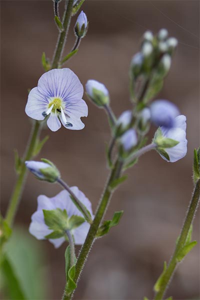 VEGE-Flowers.jpg