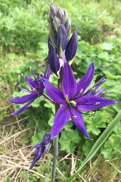 Great-Camas-Xera.jpg