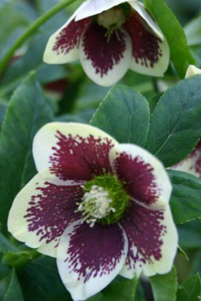 Hellebore-Painted-PortlandNursery.jpg