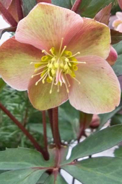 Hellebore-apricot-blush-PortlandNursery.jpg