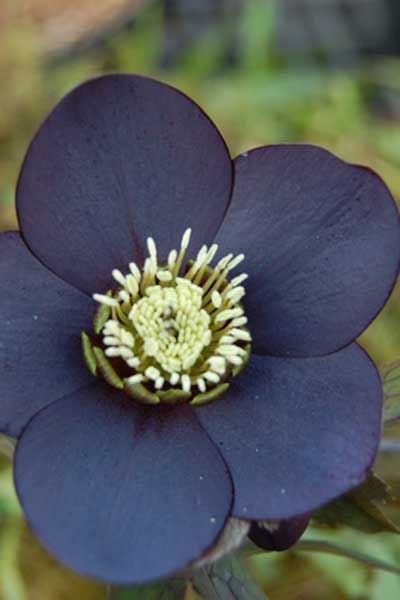 Hellebore-black-diamond-PortlandNursery.jpg