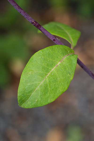 LONI-Leaf-CM.jpg