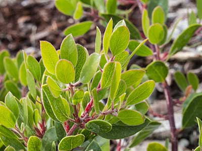 ACHO-James-Roof-Leaves.jpg