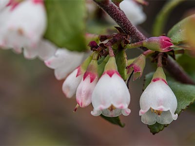 VAOV-Flower.jpg