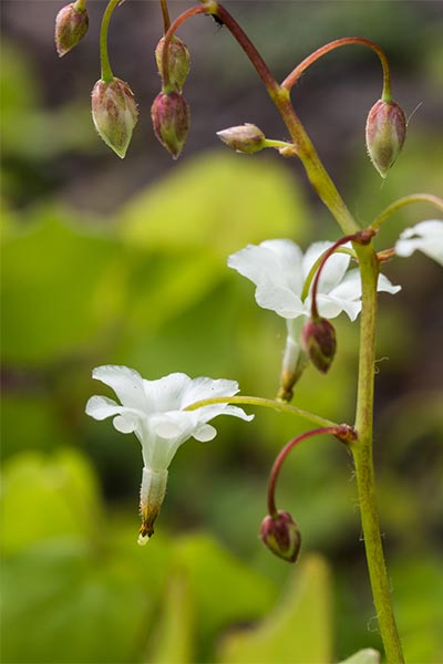 VAHE-Flowers.jpg