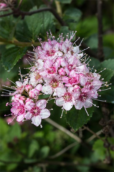 SPJA-Flower-CM.jpg