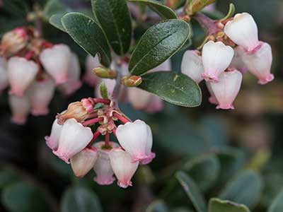 ARUV-Flower-Leaf.jpg