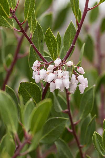 ARBA-Flowers.jpg