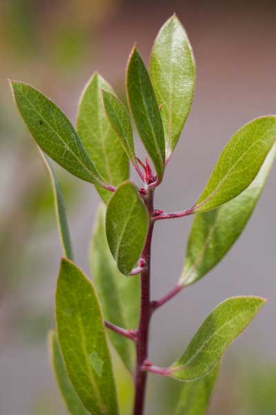 ARBA-Leaf-CM.jpg