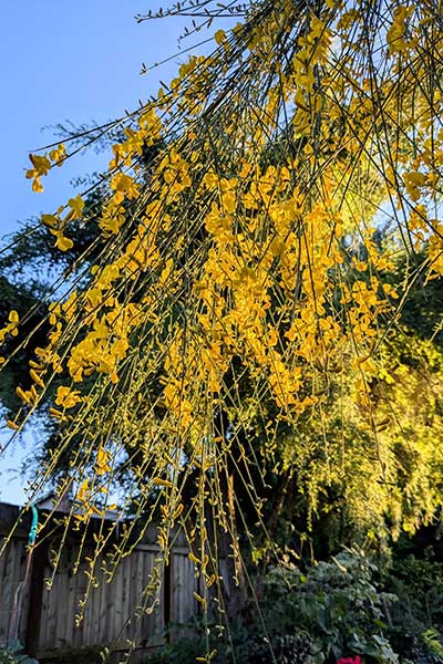 Monte-Etna-Broom-Flowers.jpg