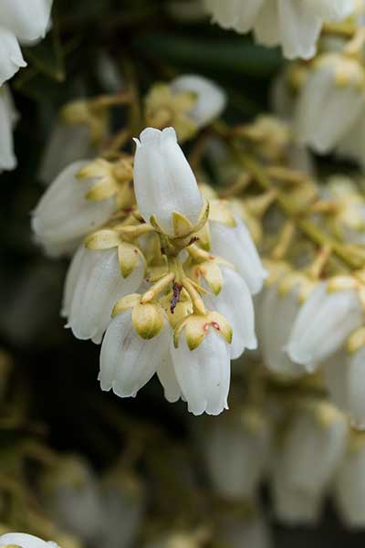 PIERIS-Flower.jpg