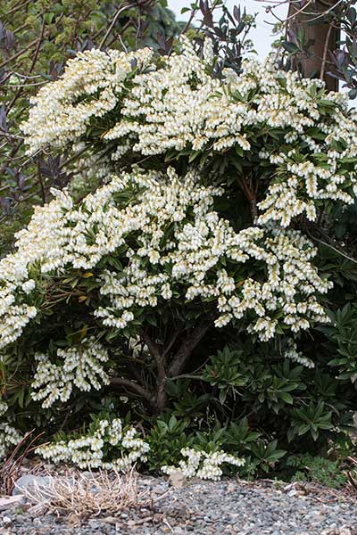 PIERIS-Full-Flowering.jpg