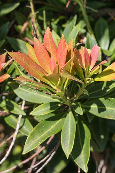 PIERIS-Leaves.jpg