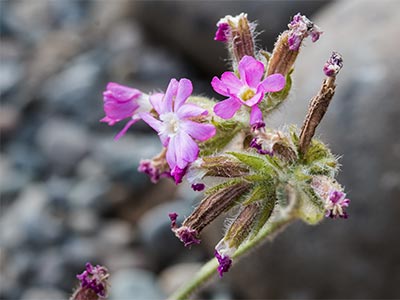 SIDI-FLower-CM.jpg