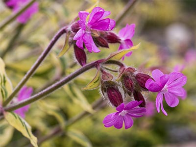 SIDI-Flowers2.jpg