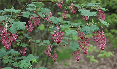 RISA-Flower-portlandnursery.jpg