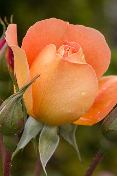 ROSA-ORANGE-Flower.jpg