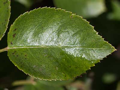 ROSA-ORANGE-Leaf.jpg