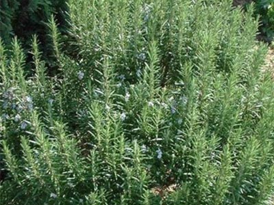 Rosemary-Portland-Nursery.jpg