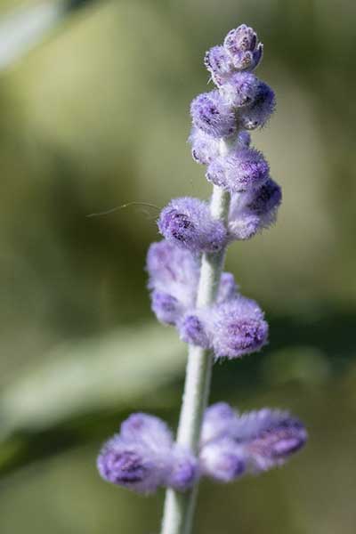 PEAT-Flower2.jpg