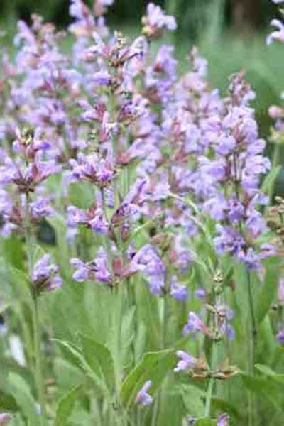 salviaOfficinalis.jpg