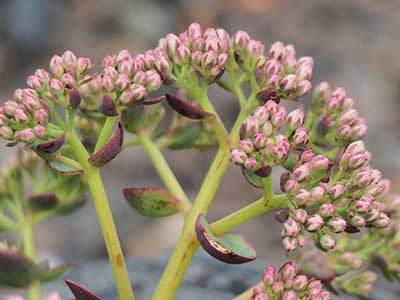 SEBE-Blue-Elf-Buds.jpg