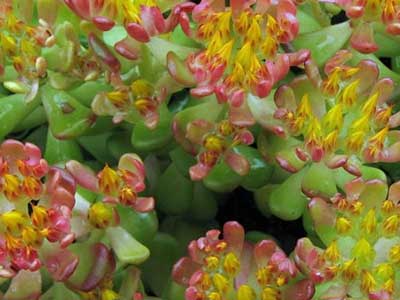 Sedum-oreganum-Portland-Nursery.jpg